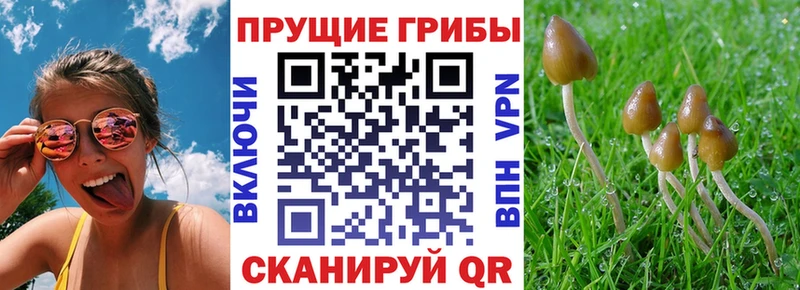 Псилоцибиновые грибы Psilocybine cubensis  наркота  Ессентукская 